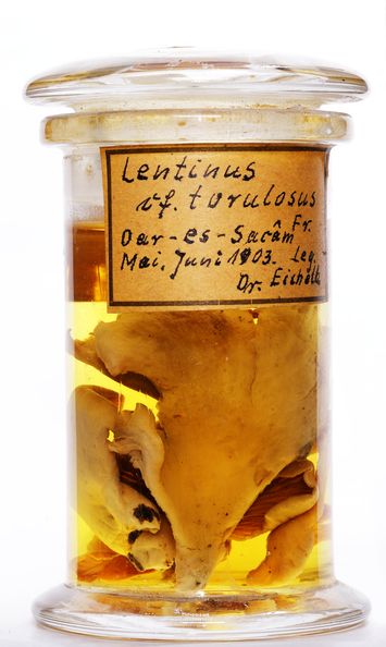 Vorschaubild Lentinus cf. torulosus (Pers.) Lloyd